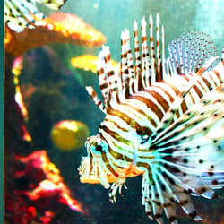 Firefish