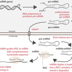miRNA Biogenesis