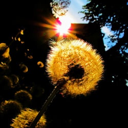 3047 Pusteblume