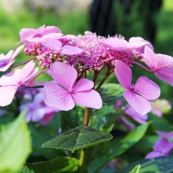 Rosa Blume