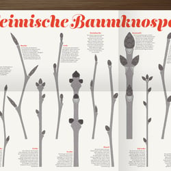 Heimische Baumknospen im Waldstück