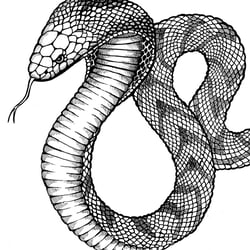 VerenaFaeth snake