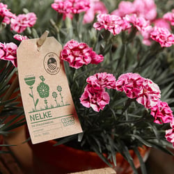 Blume 2000