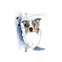 Whisky Blue Merle