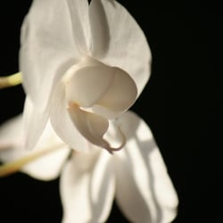 Flower / Orchidee Foto Übungen März 2014