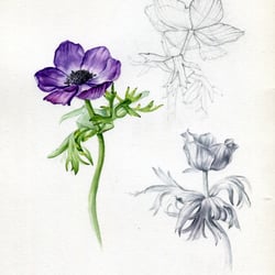 Anemone -Aquarell