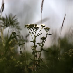 blume