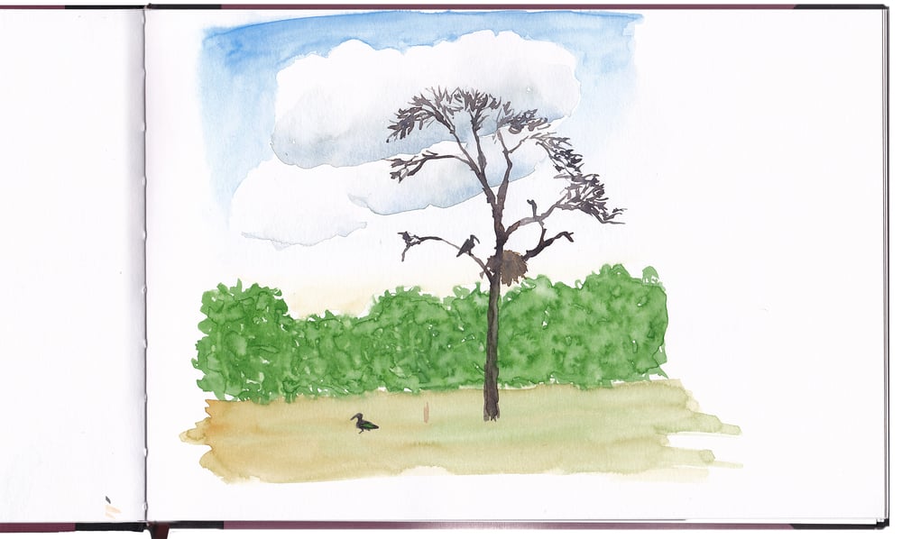 Ibisse und Nest auf einem Baum