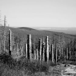 Wald