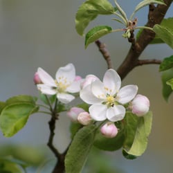 Blüte