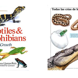 Ilustración hiperrealista editorial