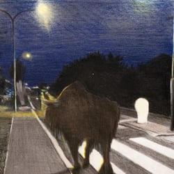 Sah ein Mensch ein Wisent stehn