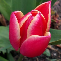 Natur 2012 Blumen
