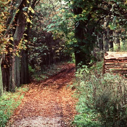 Waldweg im Herbst