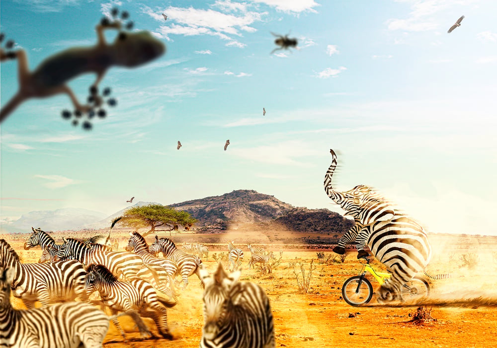 Zebrafant web