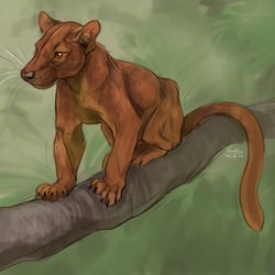 fossa