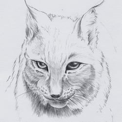 Bleistift Luchs