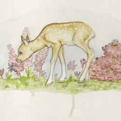 Kitz – Aquarell