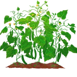 Gemüsegarten 3