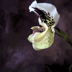 Die wilde Orchidee