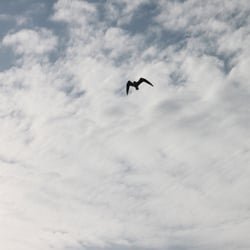 Photography 2012 Flight…