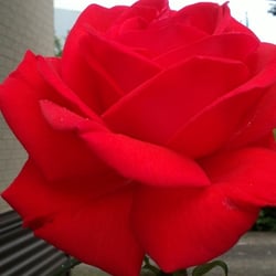 Natur 2012 Blumen Rosen