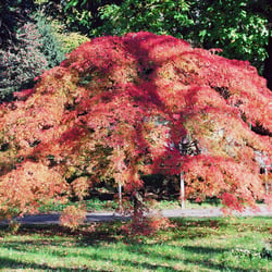 Herbst.jpg
