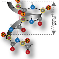 alpha Helix