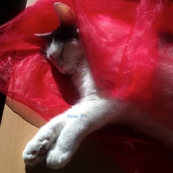 Bastet in Red No 10