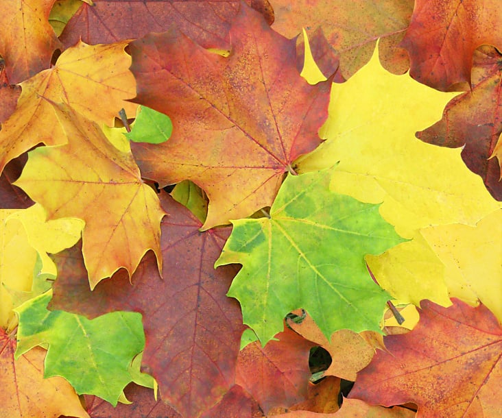 Buntes Herbstlaub