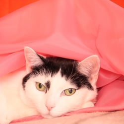 Bastet the Cat 2012 Teil 03