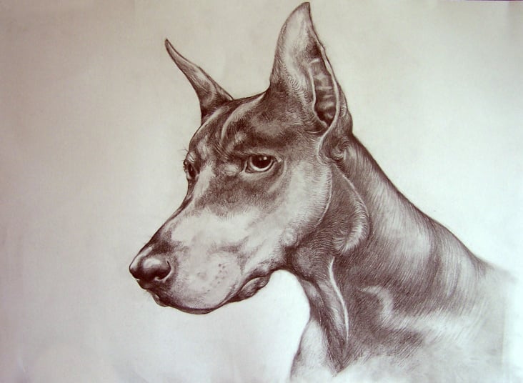 Doberman