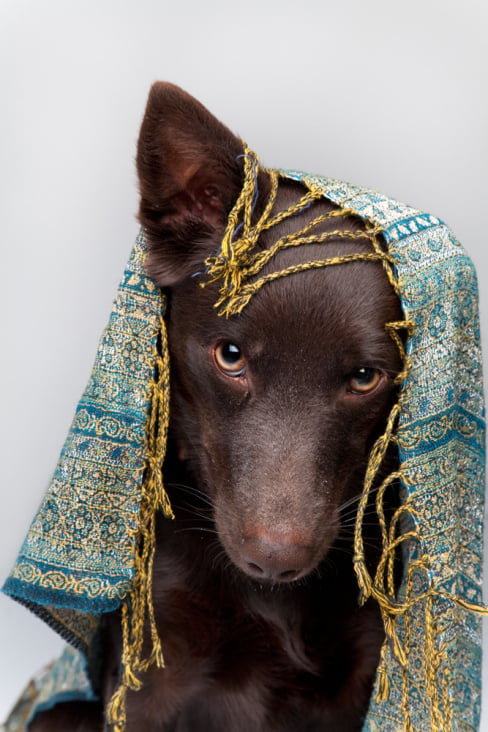 Australian Kelpie