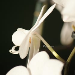 Flower / Orchidee Foto Übungen März 2014