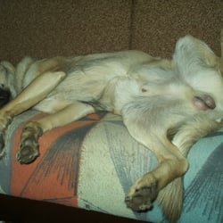 Doglife