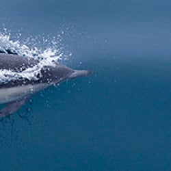 Dolphin