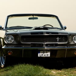 Mustang