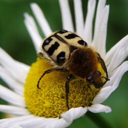 Gebänderter Pinselkäfer