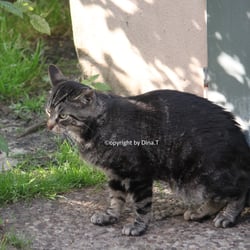 Cat Juli 2014 © by Dina.T