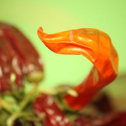 Peperoni Red…13