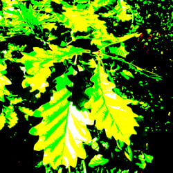 Nature 5 / Natur 5