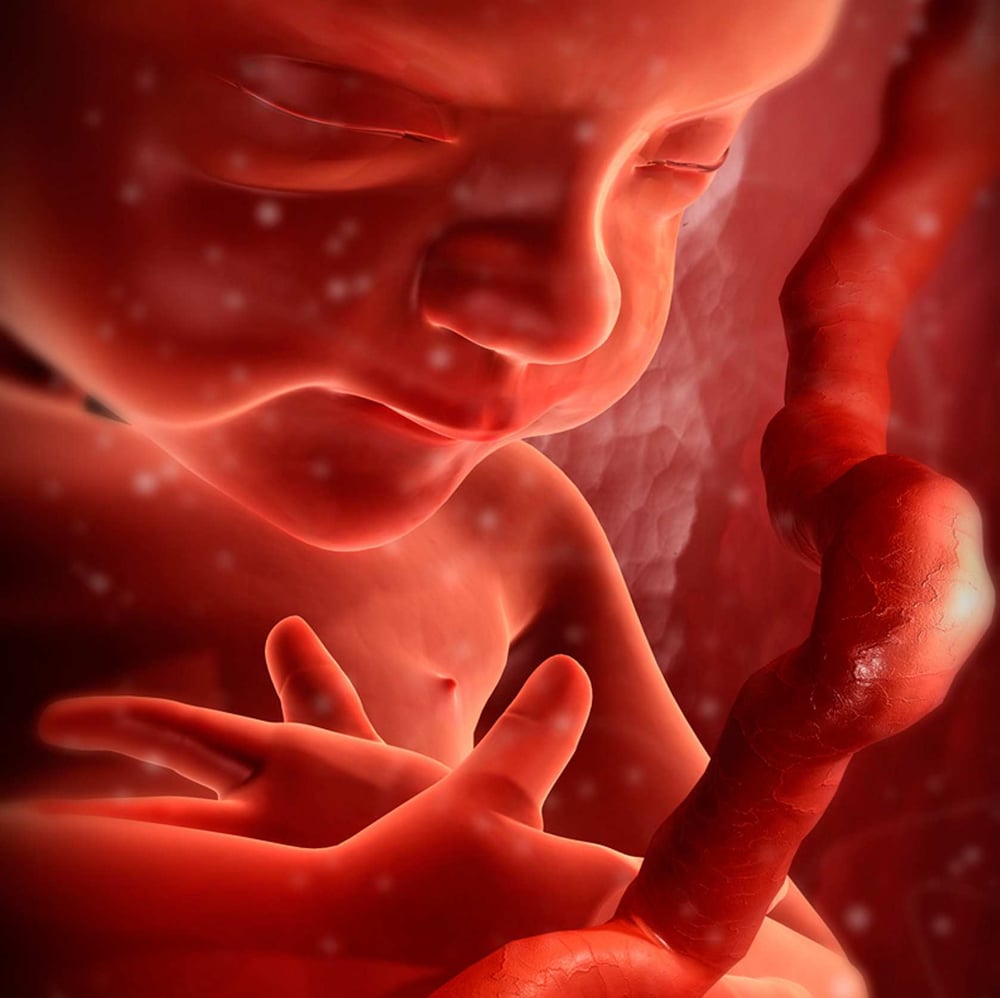 3D Realistische Umsetzung von einem menschlichen Fötus