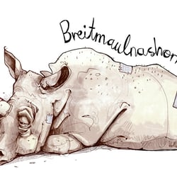 Das Breitmaulnashorn