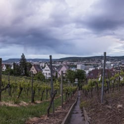 Stuttgarter Weinberg