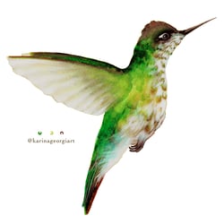 Colibrí