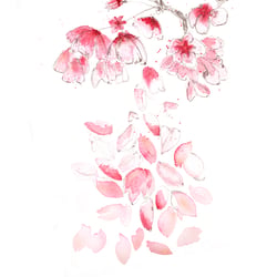 Kirschblüte