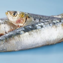 Frische Sardinen
