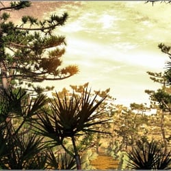 Landscape