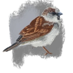 Sperling || sparrow