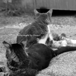CAT ´S  AUG. 2014